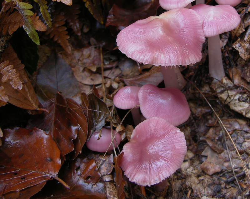 4 Mycena facili facili...